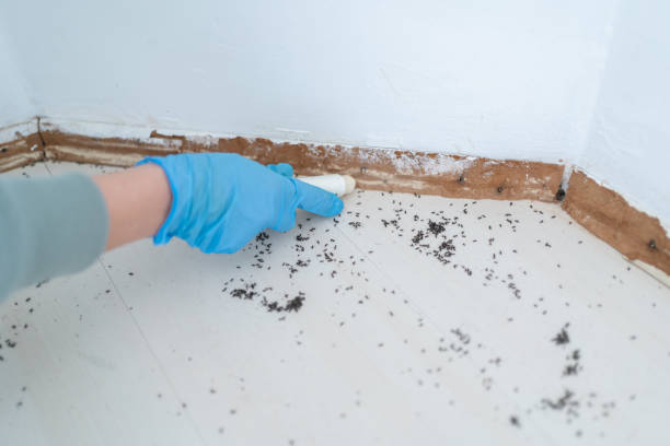 Best Termite Inspection and Treatment  in Sewell, NJ